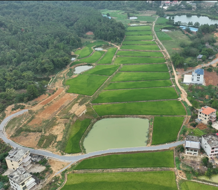 ​祁阳：高标准描绘农田新景象  机械化奏响稻香最强音