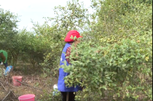 祁阳：油茶产值突破30亿元 “绿果子”变“金果子”