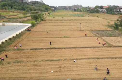 祁阳下马渡镇：冬种油菜正当时，田间移栽农事忙