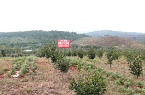 祁旺农林开发有限公司：油茶套种 一地双收