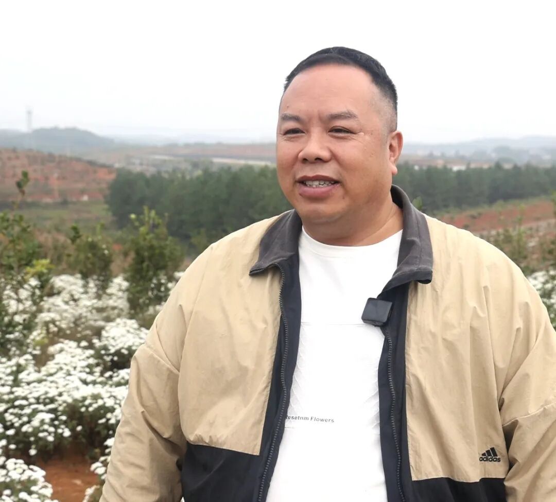 祁阳：油茶林下套种中药材靓丽又多金