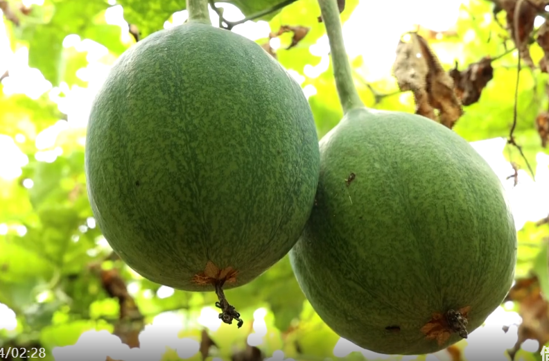 祁阳：白水镇石龙村“金瓜蒌”结出“致富籽”