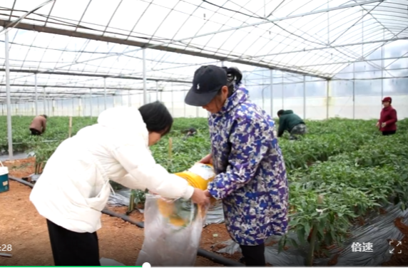 祁阳：闲置大棚种辣椒 “冬闲棚”变成“增收棚”