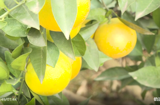 王启明深入大村甸镇调研农业产业发展工作