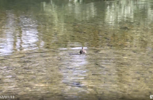祁阳：成功放归一只国家“三有”保护动物黑水鸡