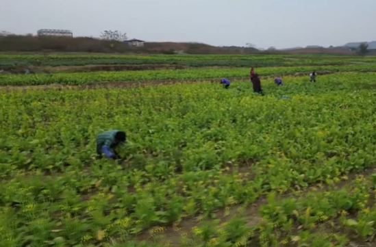 祁阳蔬菜：产业提质   融湾提速