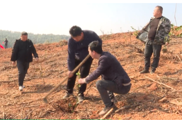 文明铺镇开展义务植树活动 