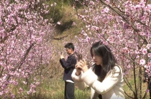 下马渡镇：繁花“串”起产业链 绘就乡村振兴新画卷