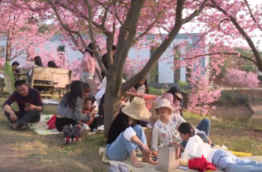 祁阳唐家山：樱花烂漫迎客来 