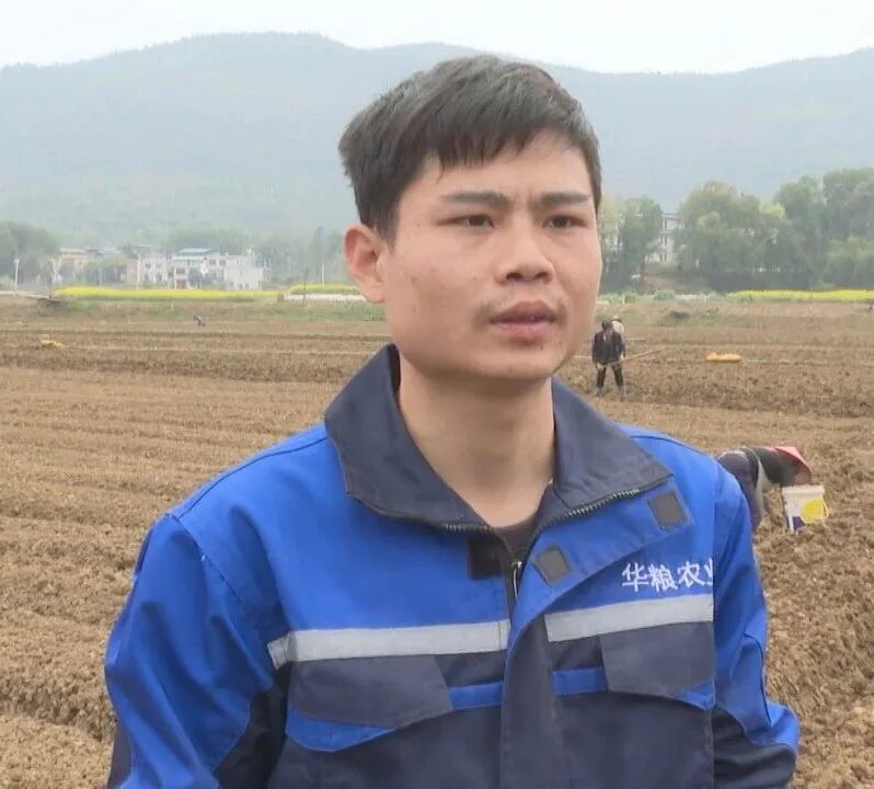 祁阳：无人机助力春播 700亩槟榔芋播种正酣