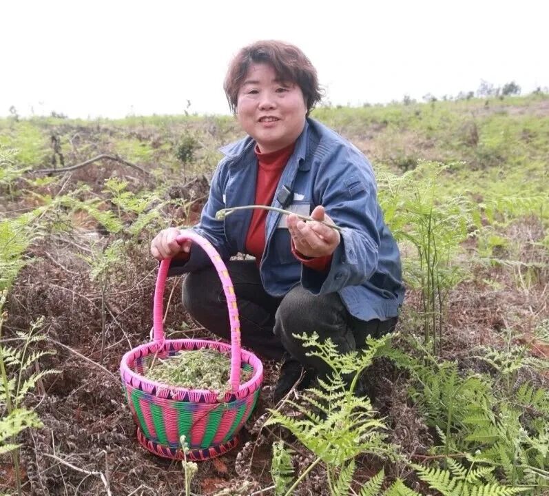 观音滩镇团胜村：野菜烹出春日好时光