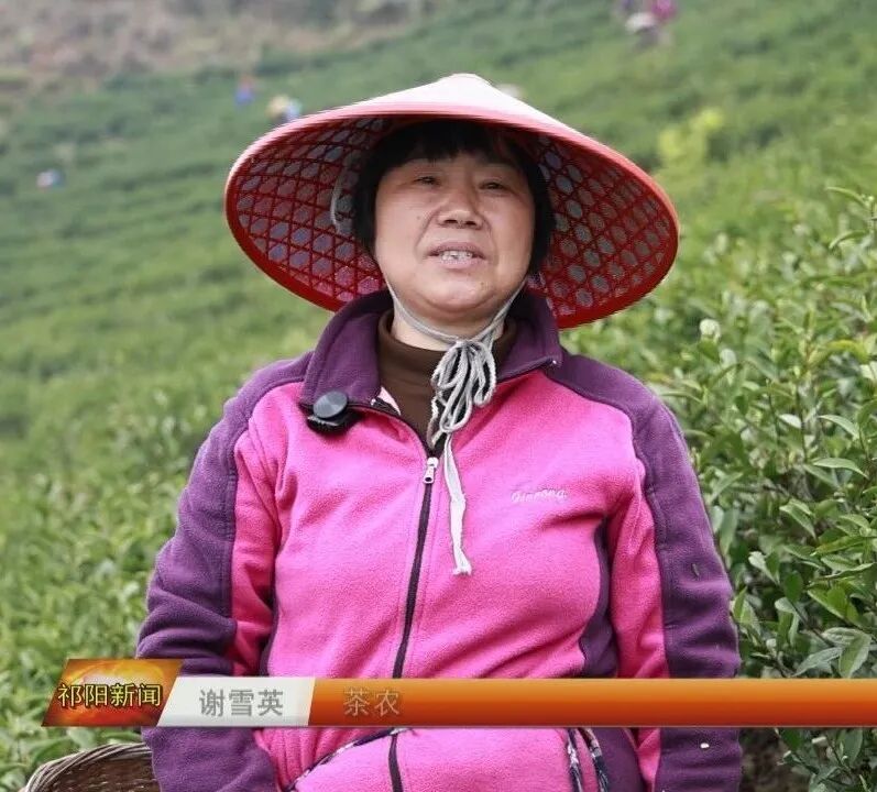 七里桥镇:明前白茶采摘忙 精工制茶促增收