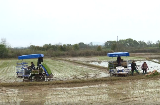 曾海燕深入观音滩镇督导春耕生产工作