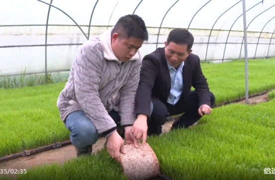 祁阳：“田保姆”一线护航 科技助力早稻插秧