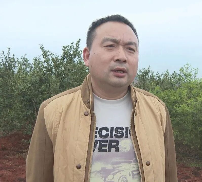 祁阳：油茶林下套种花生 一地双收助农增收