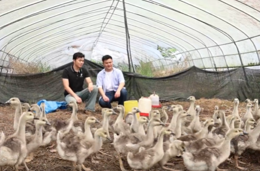 一张网・祁心治 | 一线见闻录——碎面喂鹅、生态除草 大学生返乡创业玩转循环农业
