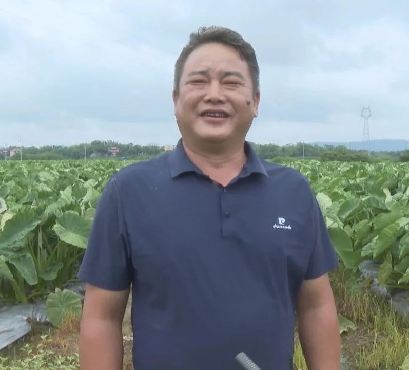 祁阳这五年·镇（街道）纪实 | 文明铺镇：光伏强镇蓄势发 姜芋飘香绘新卷