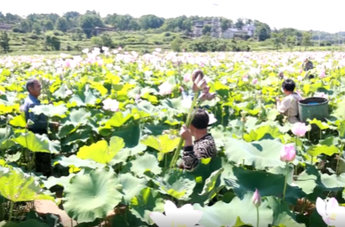 祁阳这五年·镇（街道）纪实 | 下马渡镇：深耕农文旅融合沃土 绘就城区后花园振兴新画卷