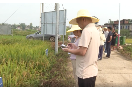 看禾选种 良种良法 助力大面积单产提升