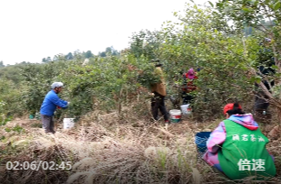 祁阳：油茶“黄金果”搭上无人机 老产业跑出提质新速度
