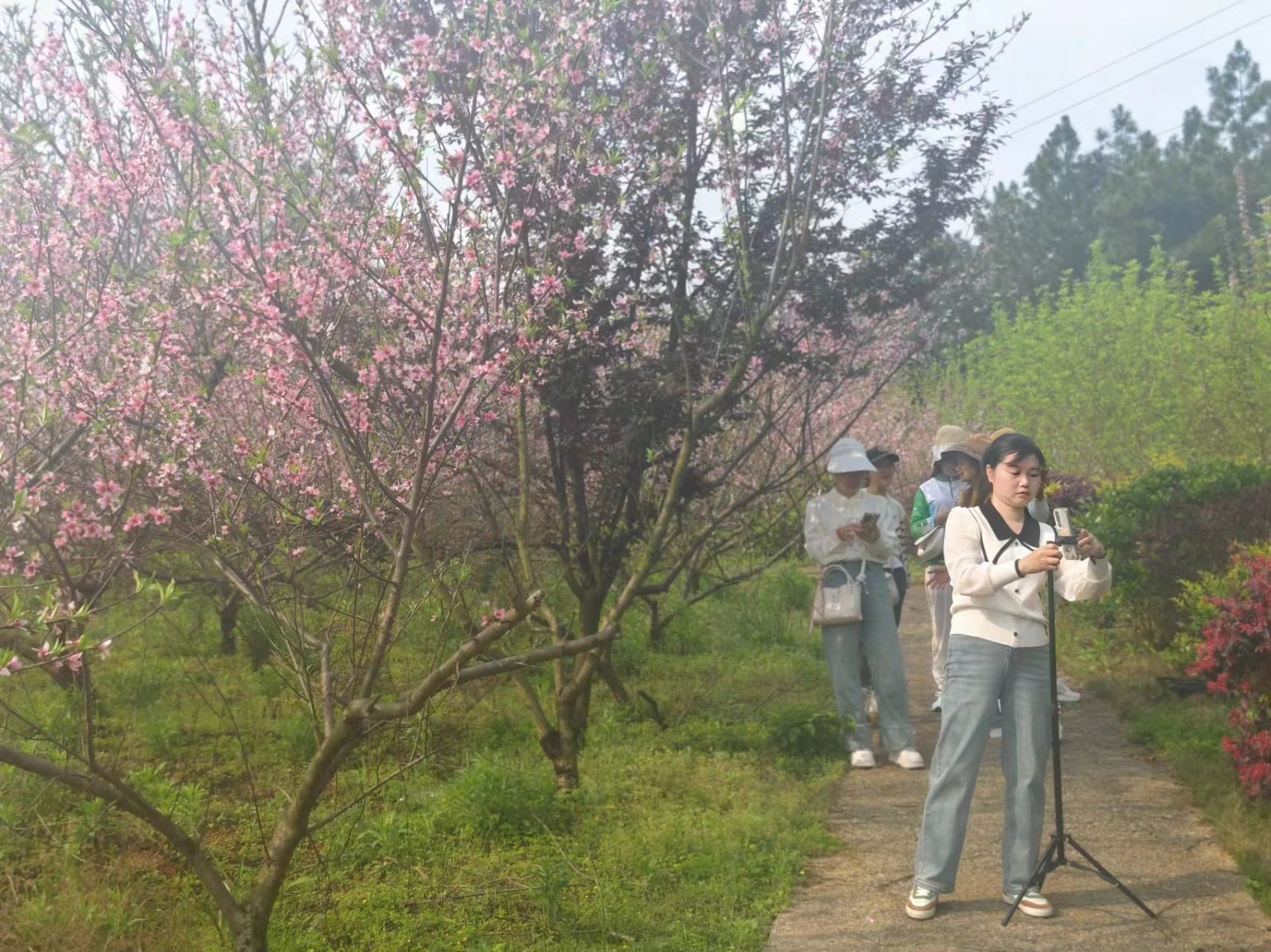 白水镇：百里桃花园桃花盛放  千亩桃花海引游客争相打卡