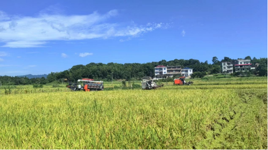 良种推广结硕果 三吾田野笑声欢——写在祁阳夏粮丰收之际