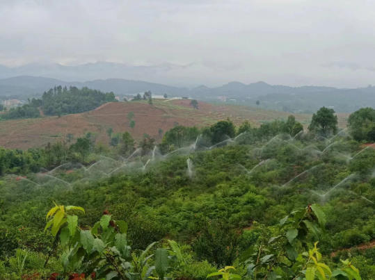 祁阳：“水肥一体化”让油茶林清爽过夏