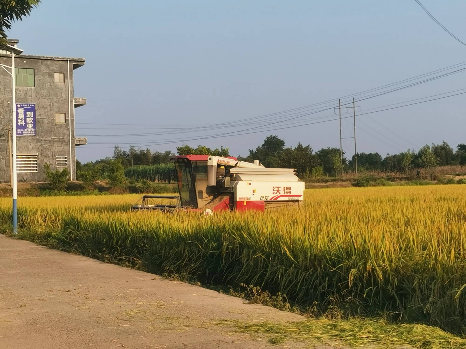 白水镇：金秋时节农事忙
