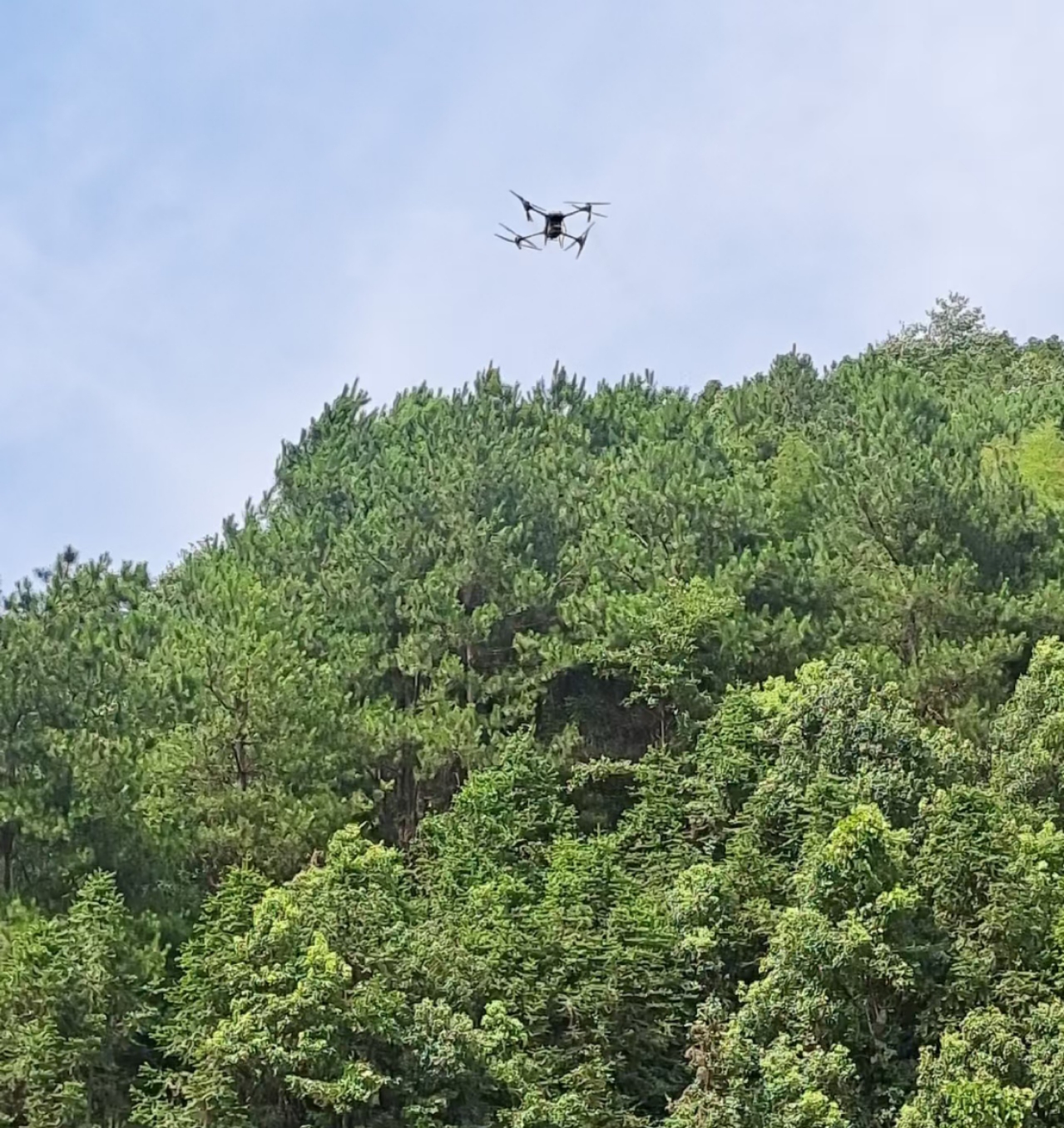 祁阳：无人机巡山为50余万亩松林健康“体检”
