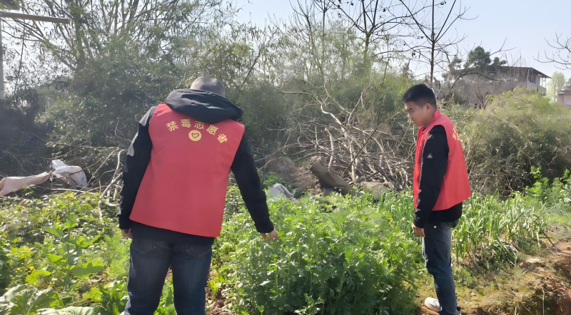 梅溪镇禁种铲毒进行时：宣传和踏查齐发力