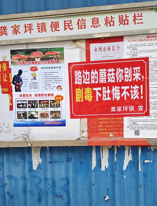 龚家坪镇多措并举筑牢野生蘑菇中毒 防控安全线